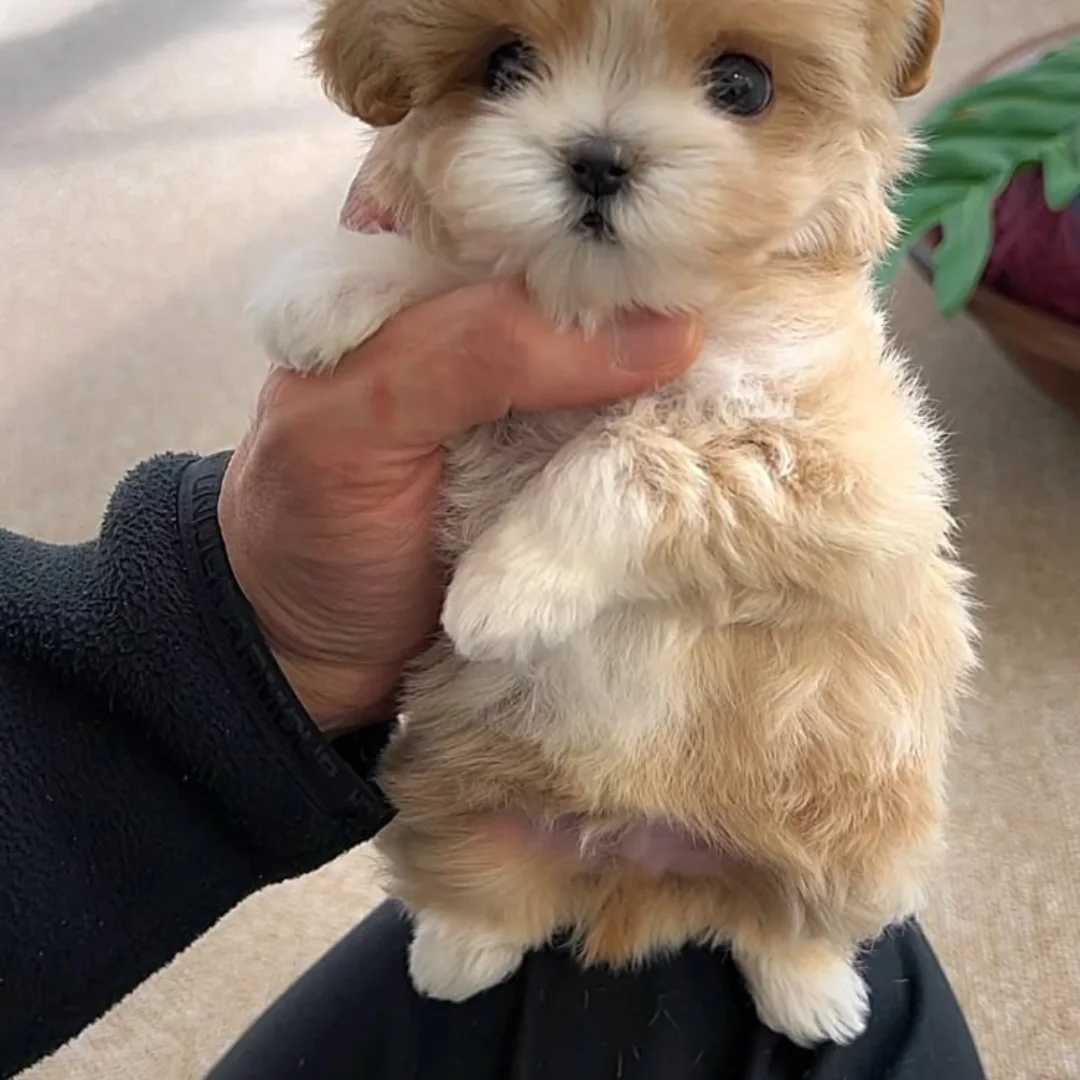 Buddy the dog