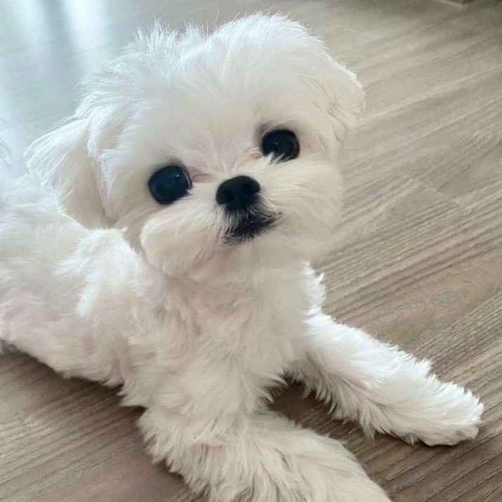 Buddy the dog