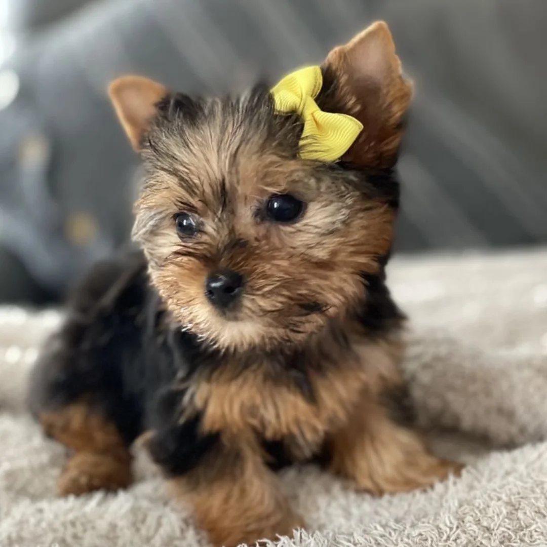 Buddy the dog